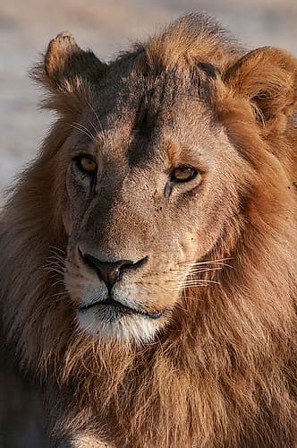 A Close-up portrait of a male lion Chief Island-Moremi Game Reserve-Okavango Delta-Botswana Nature Print